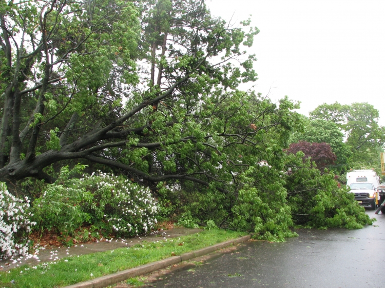 Woodland Avenue - Wires & Tree Down