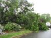 Woodland Avenue - Wires & Tree Down